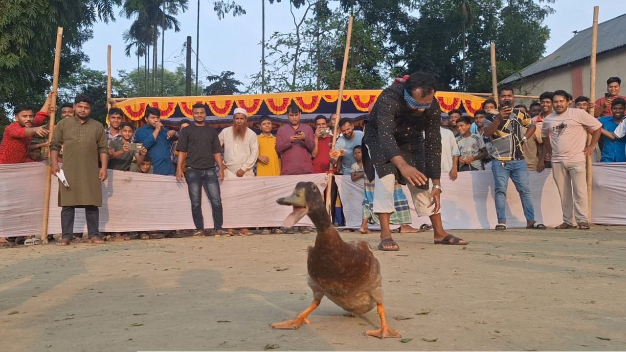 কৃষকের হাঁস ধরা প্রতিযোগিতা