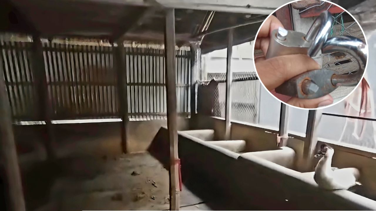 পাকুন্দিয়ায় তালা কেটে খামার থেকে ৪ গরু চুরি, সর্বশান্ত খামারি