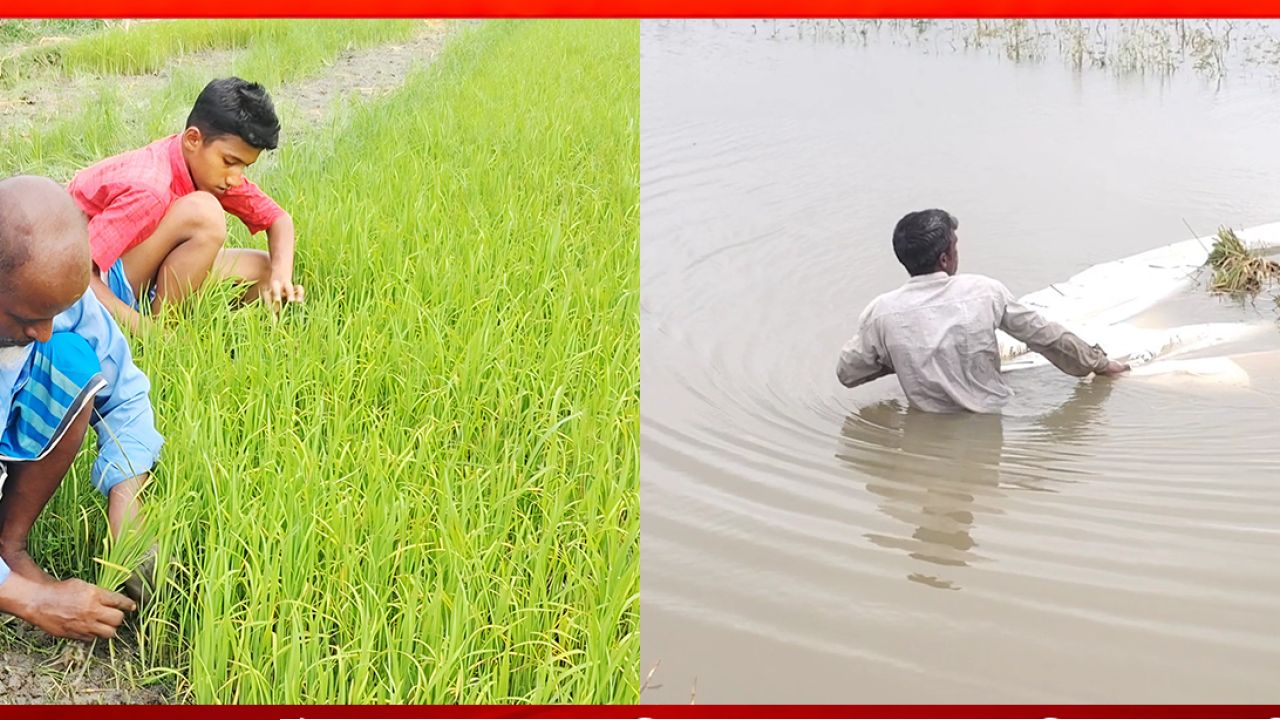 বোরোতে লোকসান, আউশে নতুন স্বপ্ন; ঘুরে দাঁড়ানোর লড়াই কৃষকের