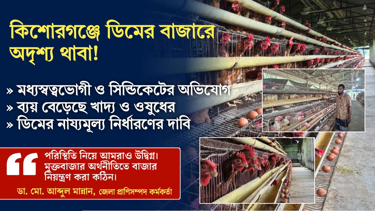 কিশোরগঞ্জে উৎপাদন খরচ বাড়লেও দাম কম ডিমের, সংকটে হাজারো খামারি